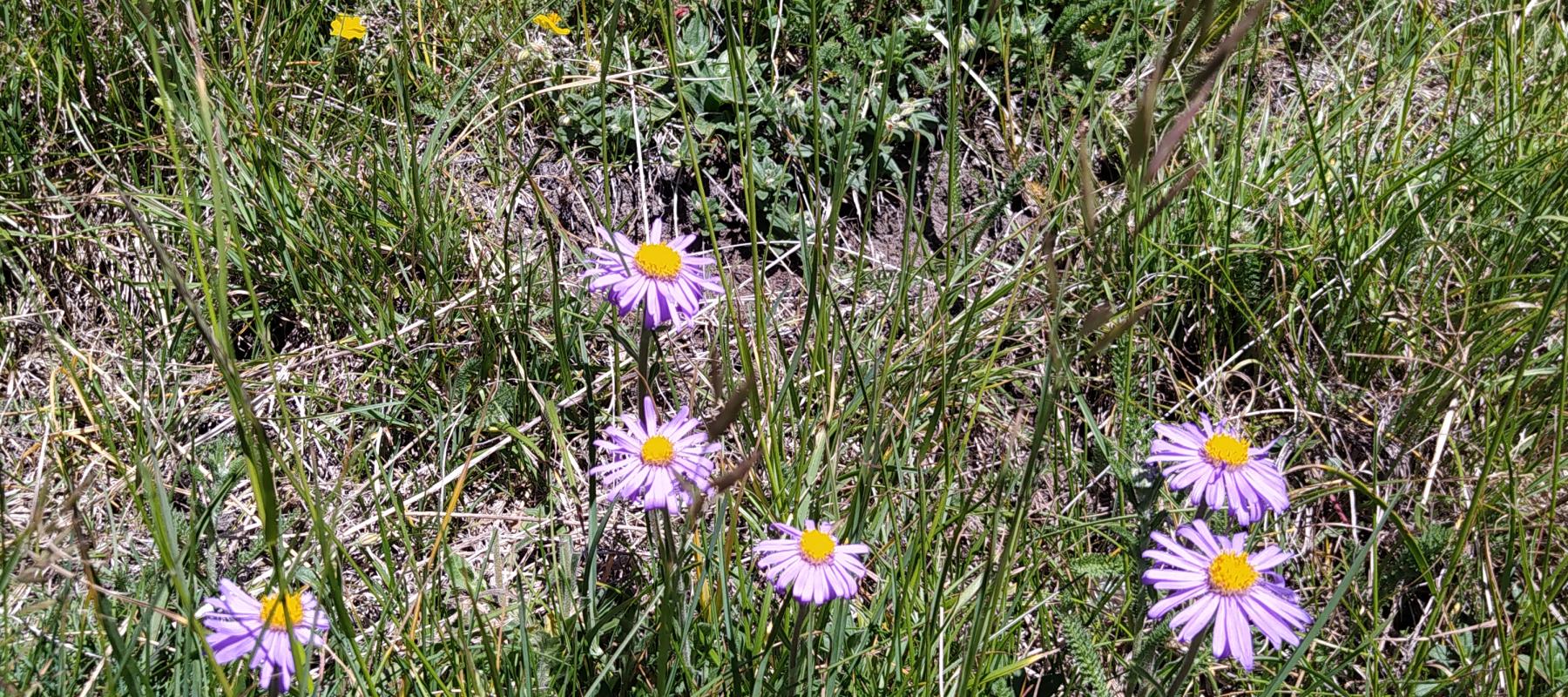 Aster des Alpes