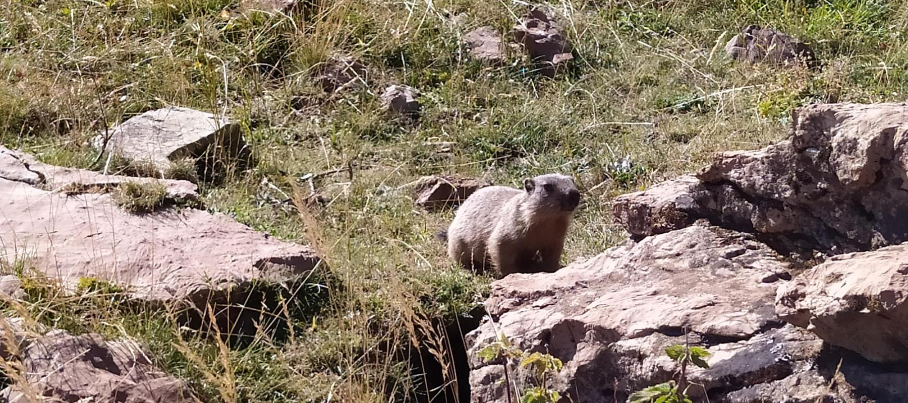 marmotte_taillefer_16082022.jpeg