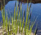 Carex nigra