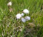 Linaigrette à feuilles étroites