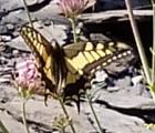 Machaon