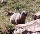 Marmotte