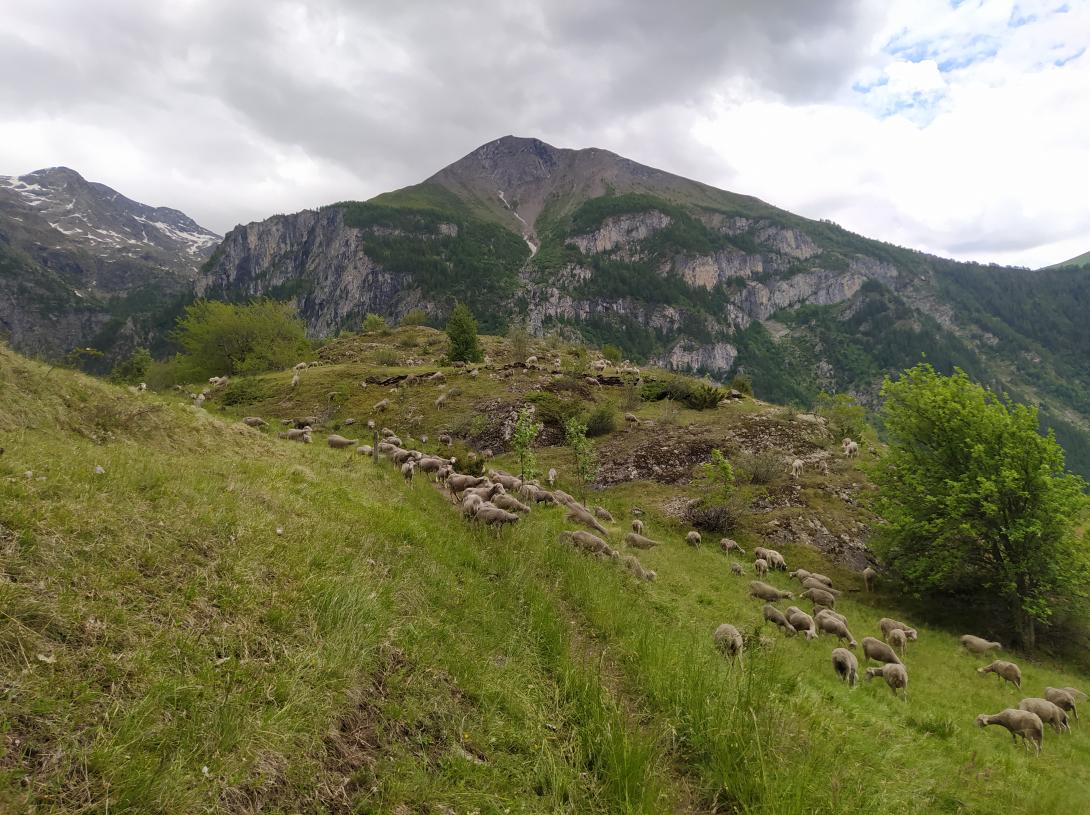 Pâturage Les Clôts