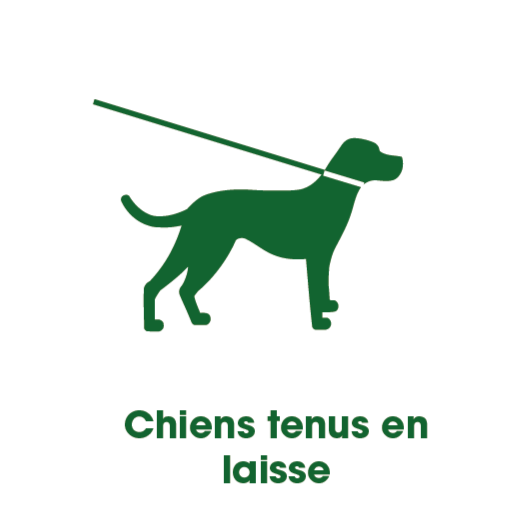 Chiens tenus en laisse