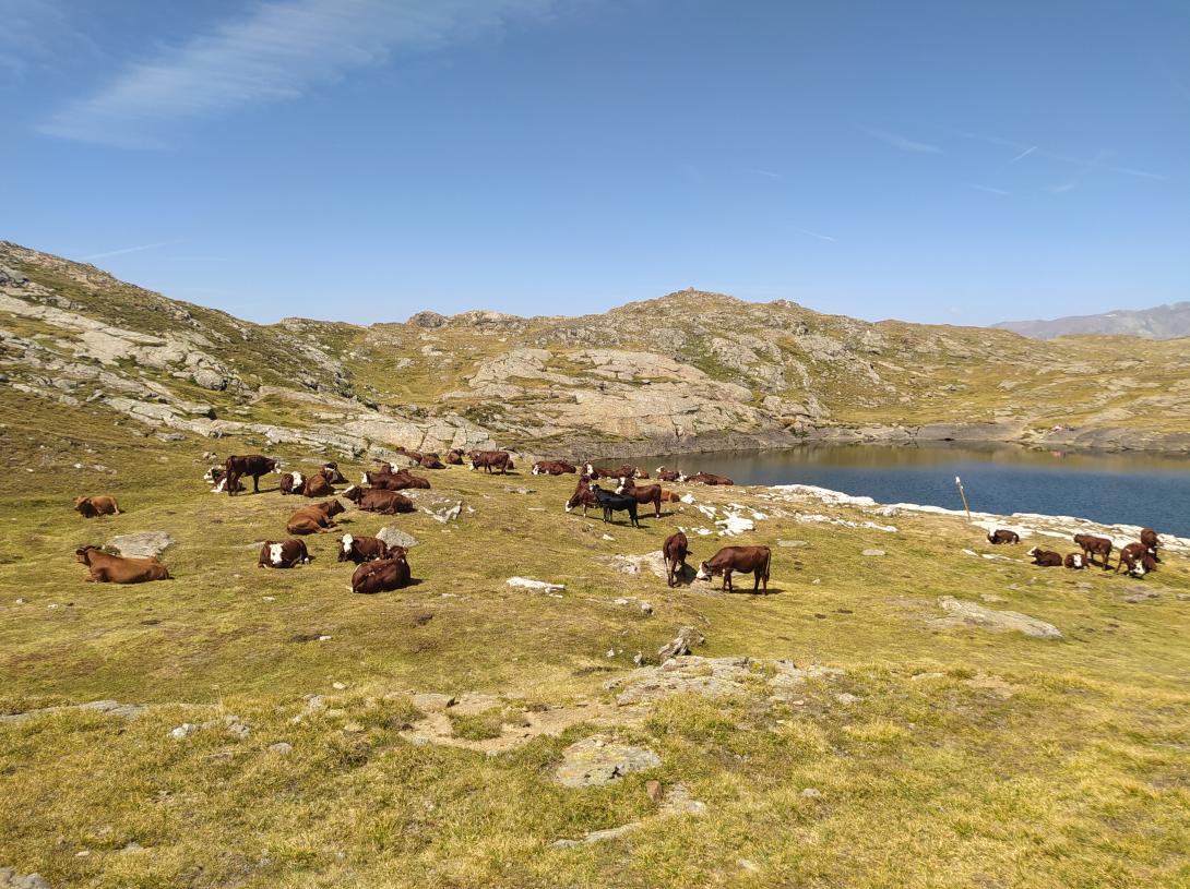 Troupeau vaches Lac Noir