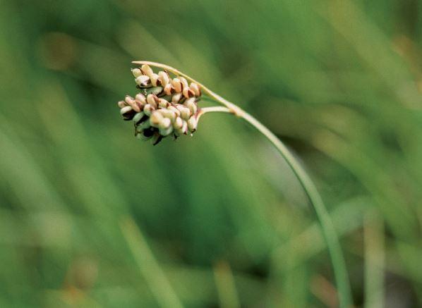 carex_bicolore.jpg